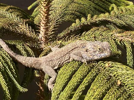 松の葉の上にいるサザンツリーアガマ アガマ,トカゲ,サザンの写真素材