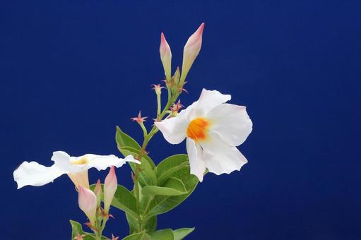 サンパラレルの花 サンパラレルの花の写真