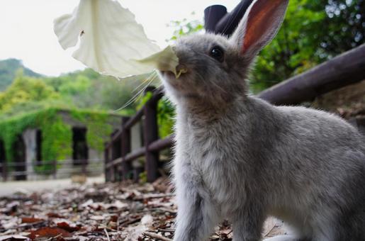 野菜を食べるウサギ うさぎ,日本,動物の写真素材