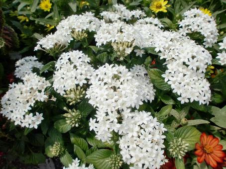 ペンタスの花 ペンタスの花の写真