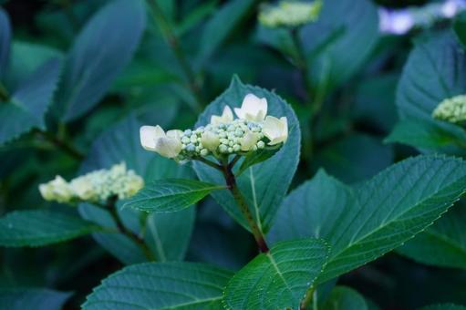 Hydrangea flowers, JPG