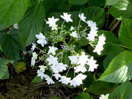 花壇に咲くガクアジサイ「隅田の花火」 花壇に咲くガクアジサイ「隅田の花火」の写真