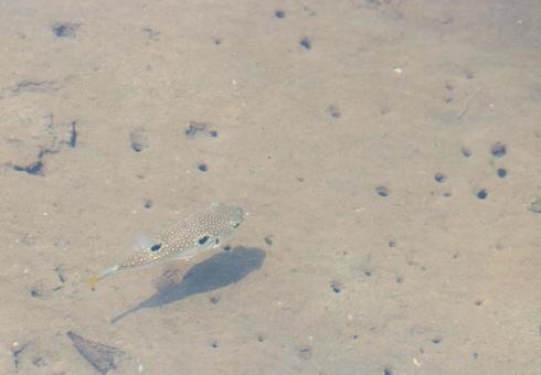 クサフグ4 クサフグ4の写真