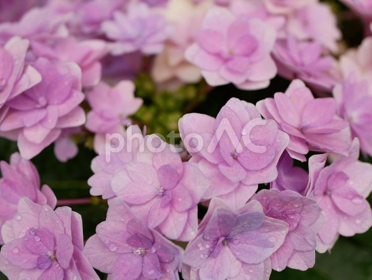 かわいいアジサイ 紫陽花,アジサイ,あじさいの写真素材