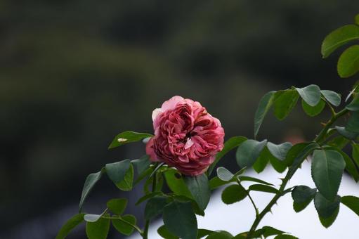 何色かわからん 植物,花,バラの写真素材