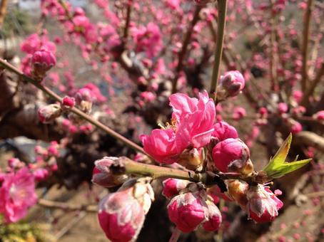 梅の花 梅,紅梅,花の写真素材