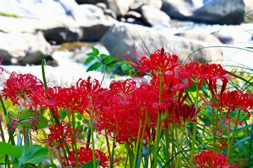 香嵐渓の彼岸花 香嵐渓の彼岸花 彼岸花,ヒガンバナ,曼珠沙華の写真素材