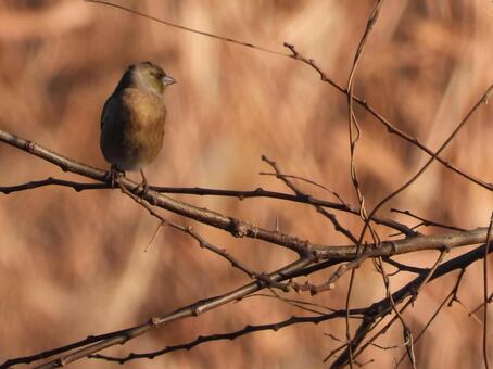 近所の小川で撮ったカワラヒワ 鳥,野生,野鳥の写真素材