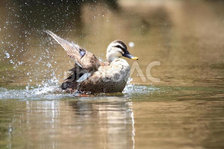 公園の池で野鳥が水しぶきを上げる瞬間 野鳥,鴨,羽ばたきの写真素材