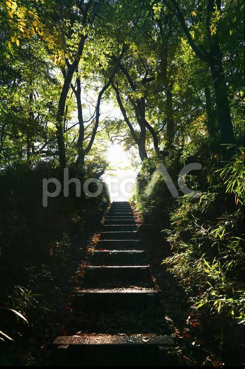 森の階段 階段,ナチュラル,自然の写真素材