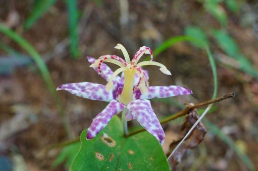 ホトトギスの写真