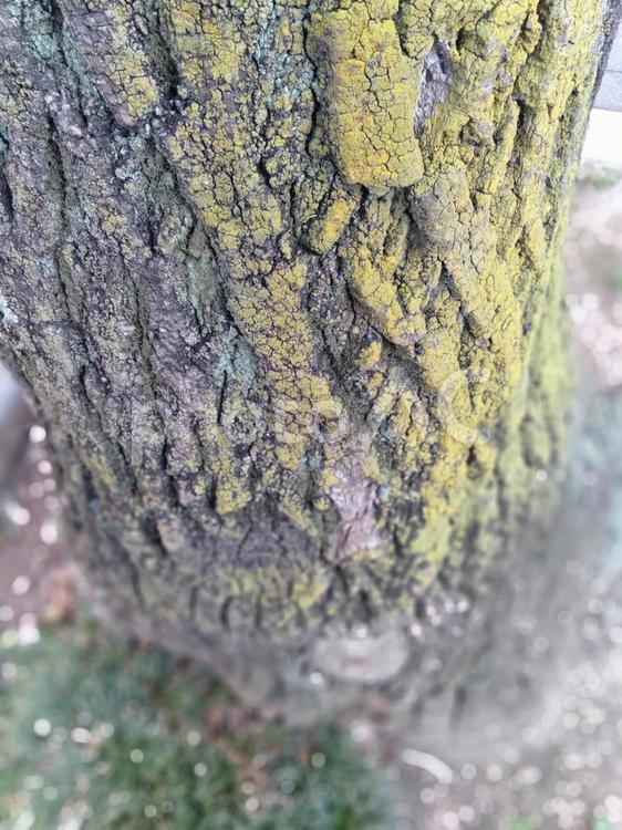 樹木の木皮 木,街路樹,木皮の写真素材