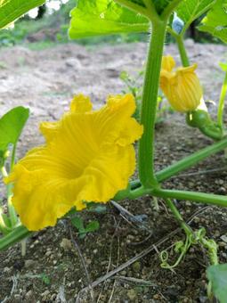 カボチャの花 カボチャの花 カボチャの花,黄色,開花の写真素材