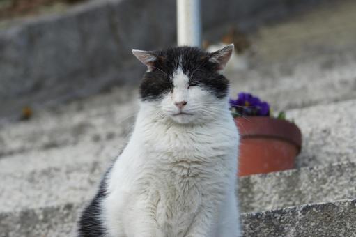 ねこ ねこ のらねこ,にゃんこ,可愛いの写真素材