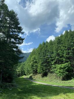 針葉樹の森を抜ける夏の林道 林道,針葉樹,森の写真素材