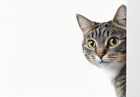 白い背景にひょっこり顔を出す猫 白い背景にひょっこり顔を出す猫の写真