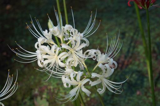 白い彼岸花 白い彼岸花 彼岸花,ヒガンバナ,曼珠沙華の写真素材