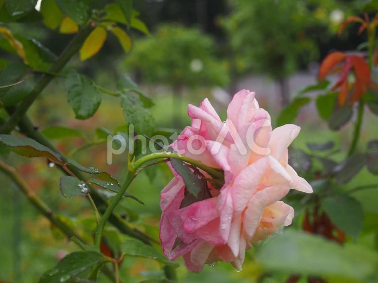 薔薇 ばら,薔薇,バラの写真素材