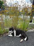 猫と花 猫と花,猫,ねこの写真素材
