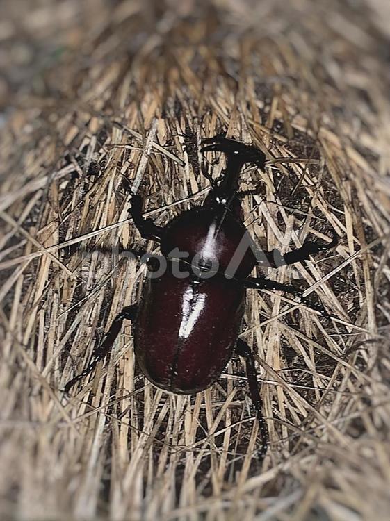 地を這うカブトムシ カブトムシ,生き物,昆虫の写真素材