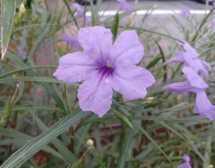 ヤナギバルイラソウ ヤナギバルイラソウの写真
