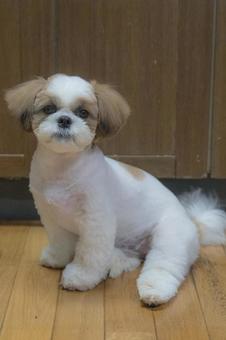 座り方がかわいいシーズー 座り方がかわいいシーズーの写真