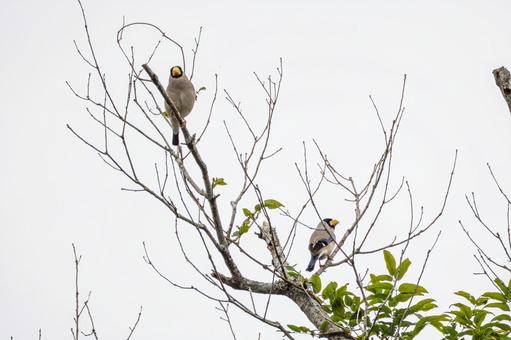 イカル⑶の写真