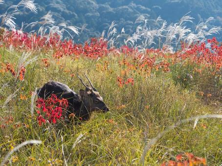 鹿と紅葉 鹿,紅葉,野生の写真素材