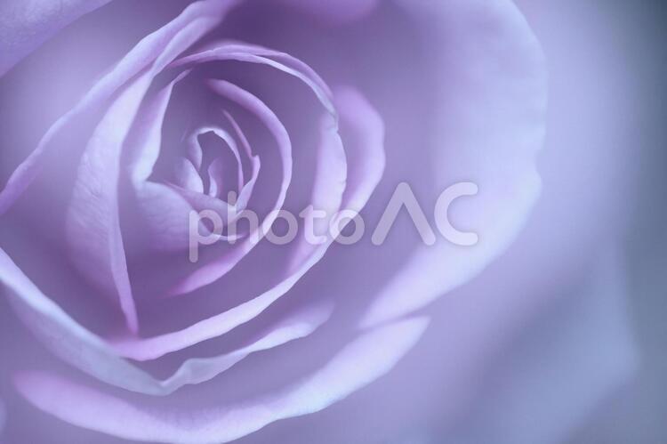 花の女王 No 写真素材なら 写真ac 無料 フリー ダウンロードok