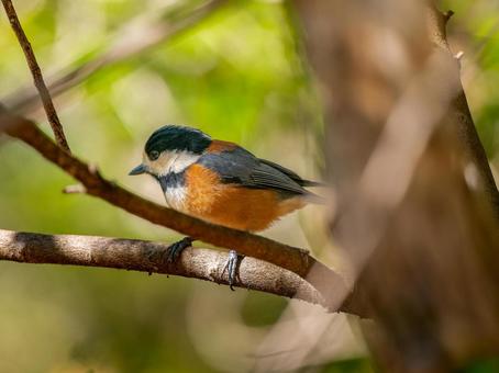 枝にとまるヤマガラ 枝にとまるヤマガラ ヤマガラ,野鳥,鳥の写真素材
