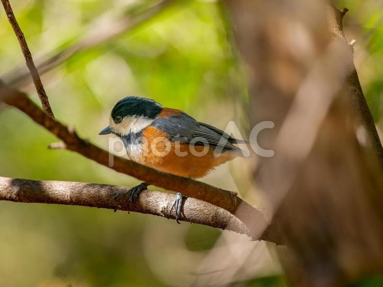 枝にとまるヤマガラ ヤマガラ,野鳥,鳥の写真素材