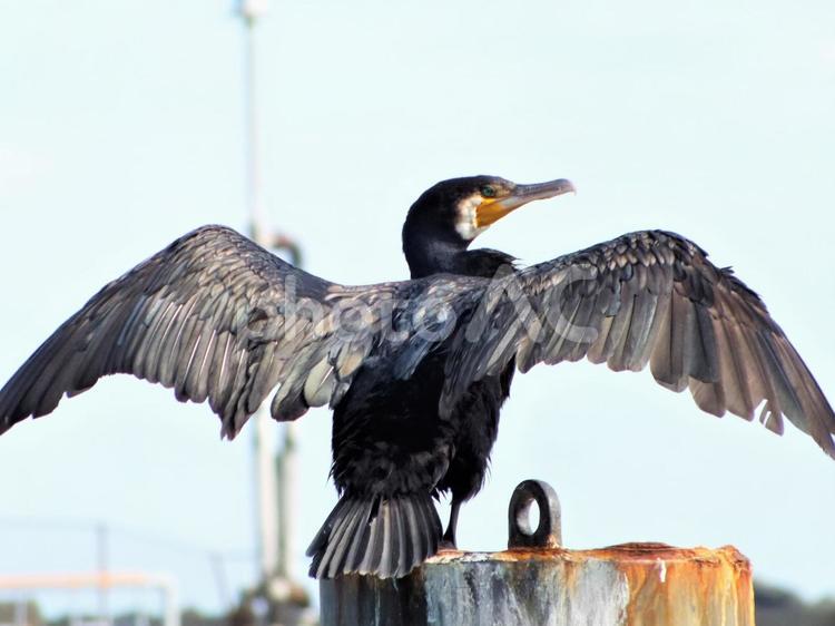 太陽に向かい羽を大きく広げるカワウ カワウ,鵜,鳥の写真素材