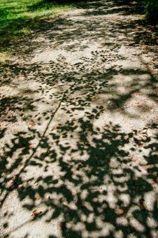真夏の公園⒄ 真夏の公園⒄の写真