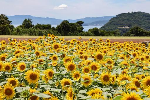 ひまわり畑 ひまわり畑 ヒマワリ,向日葵,花の写真素材