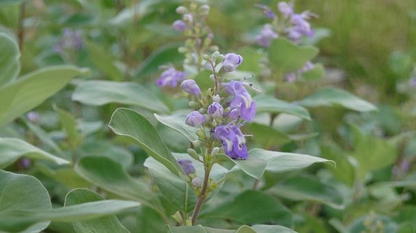 花壇の花 花壇の花の写真