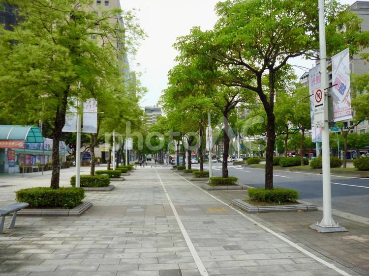 台北の並木道 台北,台湾,道の写真素材