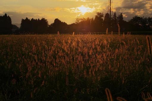 夕日に照らされるエノコログサ 風景,夕焼け,自然の写真素材