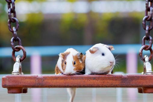 Photo, guinea pig, a pet, animal, 