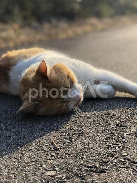 夕暮れ時に寝そべりくつろいでいる猫 ねこ,ネコ,寝るの写真素材
