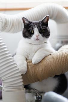 猫と配管 猫と配管 猫,配管,ネコの写真素材