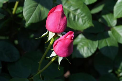 Photo, rose, pink, maria callas, 