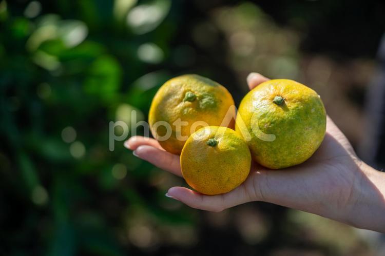 大きさが違うミカンを手にもつ女性 ミカン,フルーツ,自然の写真素材