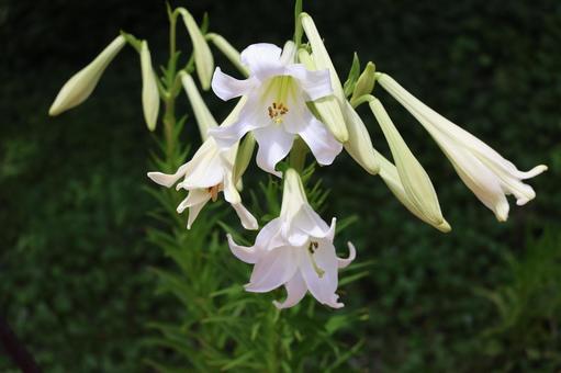 野生の白い花びらのテッポウユリのアップ 野生の白い花びらのテッポウユリのアップの写真