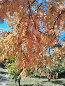 紅葉の風景2 紅葉,秋,植物の写真素材