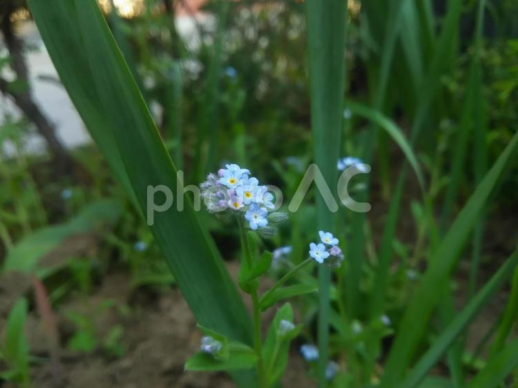 庭に咲くワスレナグサ 青,緑,石の写真素材