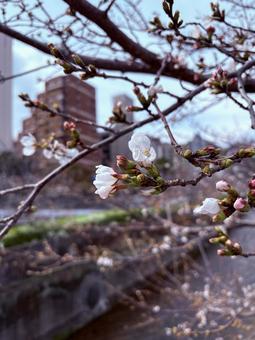 生田川と咲き始めの桜 生田川と咲き始めの桜の写真