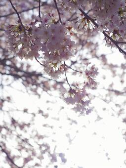 桜 桜,テキストスペース,ピンクの写真素材