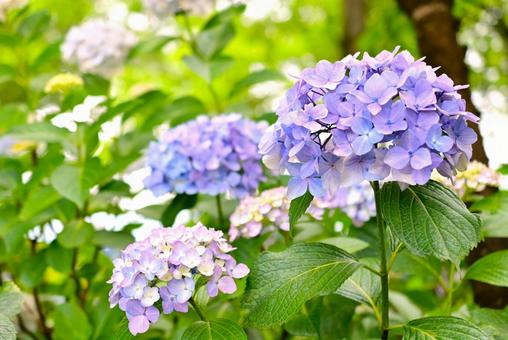 Hydrangeas blooming under the rainy season sky, JPG