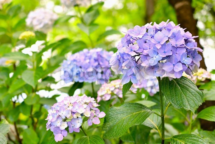 梅雨空に咲くアジサイ 紫陽花,花,梅雨の写真素材