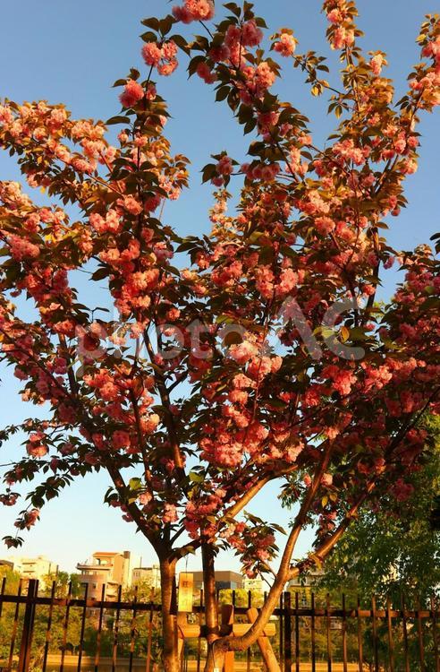 大阪造幣局桜の通り抜け 桜,春,八重桜の写真素材